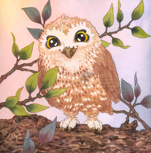 Com : Baby owl