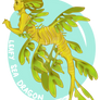 23 Leafy Sea Dragon