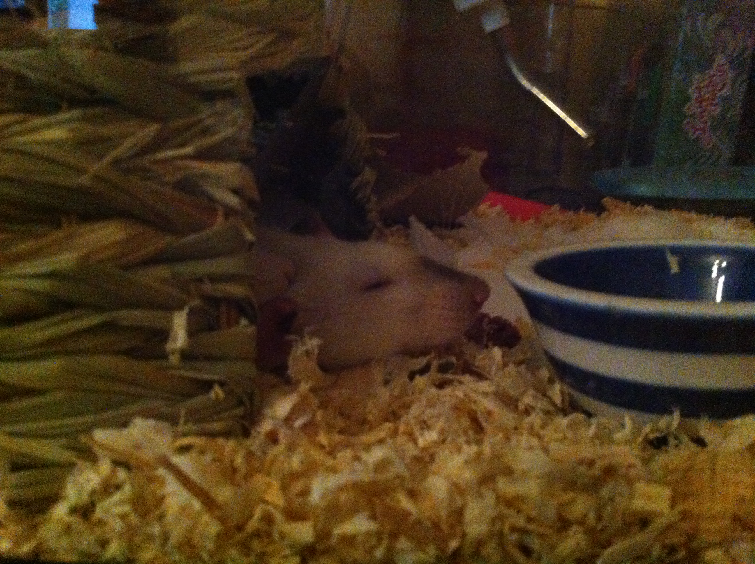 my rat passed out in her den