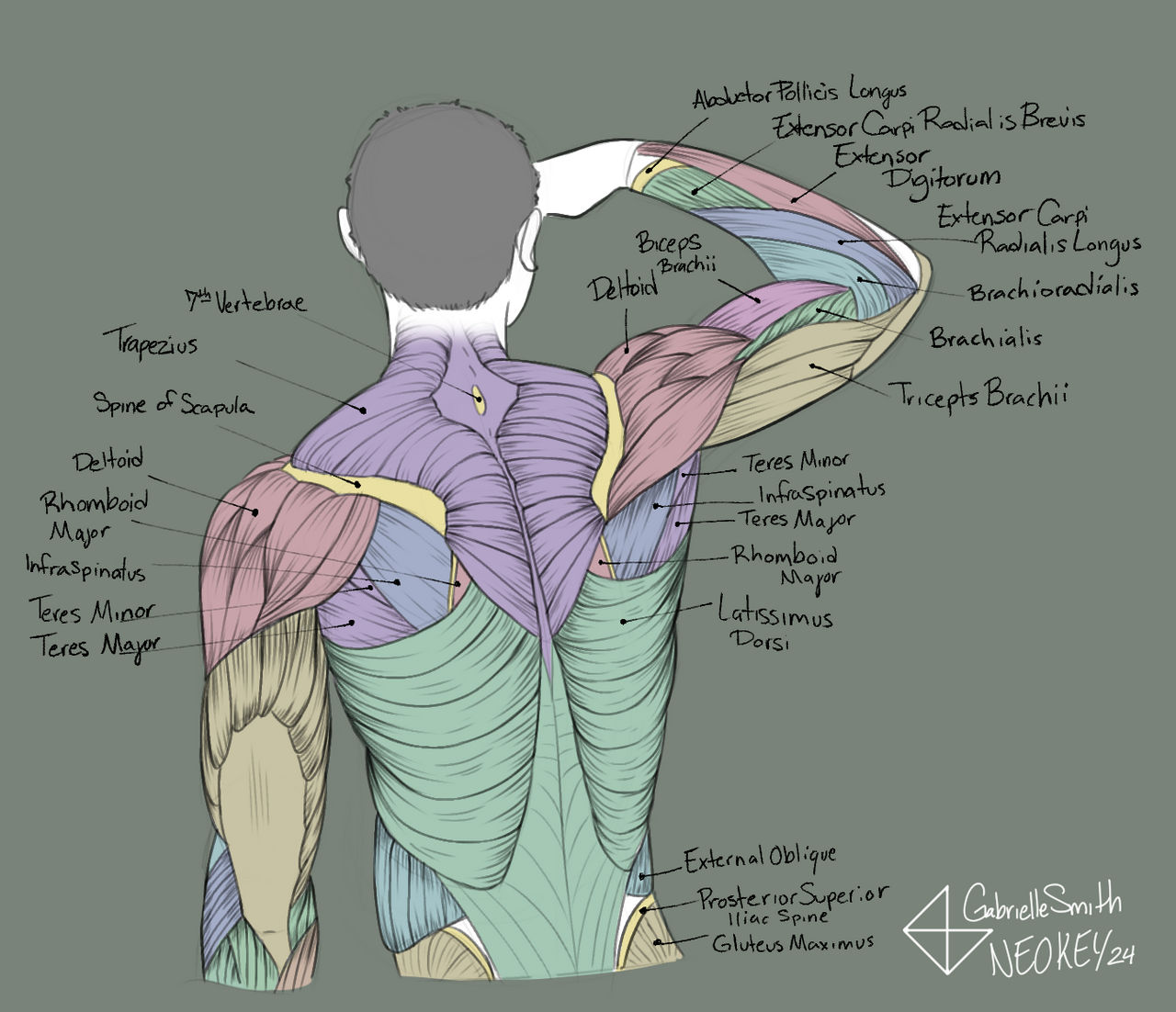 Muscal Back Muscle Study - Back by NeoKeyy on DeviantArt