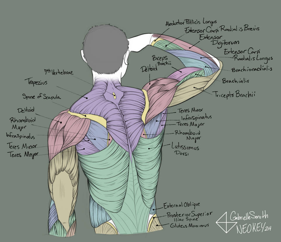 Muscle Study - Back by NeoKeyy on DeviantArt