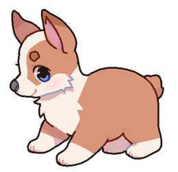 corgi pup