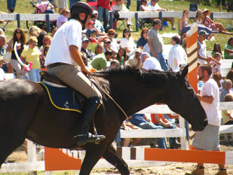 Bridleless Showjumping Demo