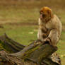 Monkey 2
