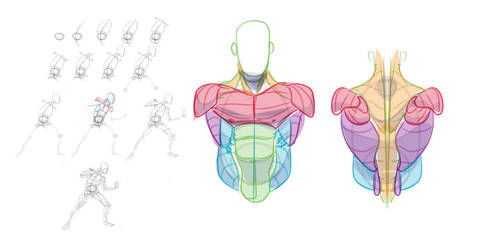 FIGURE PROCESS AND TORSO REF