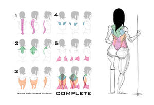 FEMALE REAR TORSO REF