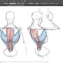 Anatomy Tutorial: Major Muscles of the Back