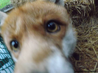 Fox up close