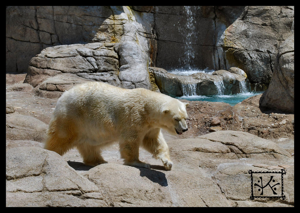 Polar Bear Laugh