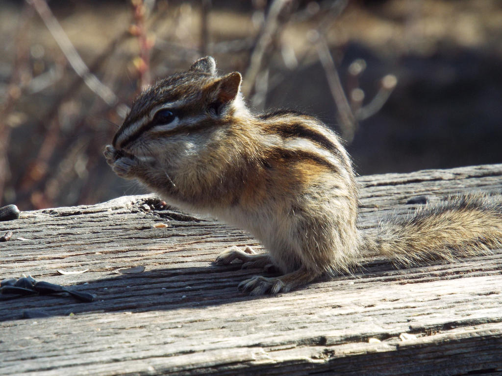 Red Tailed Chipmunk 2 by Brom1 on DeviantArt
