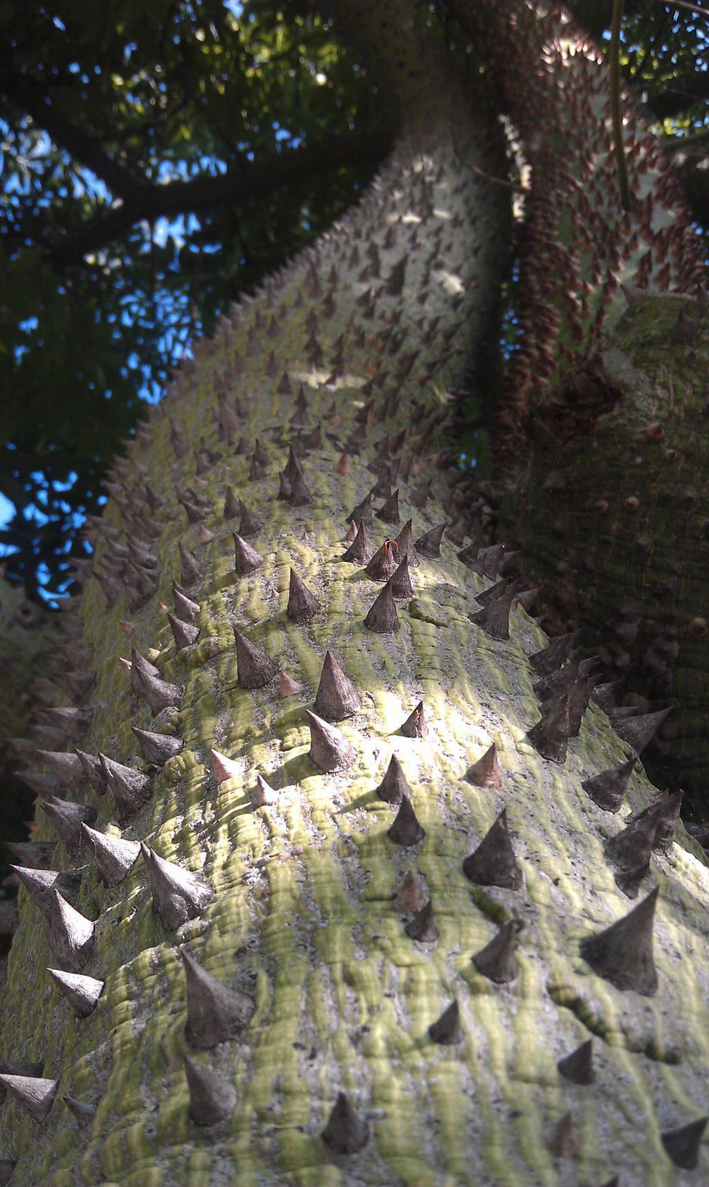Exploding Spike Tree spike tree by 420clown on DeviantArt