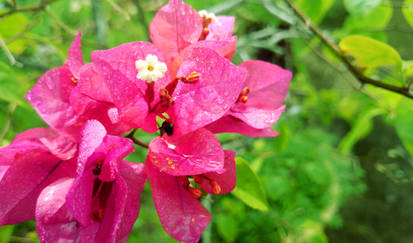 Bougainvillea