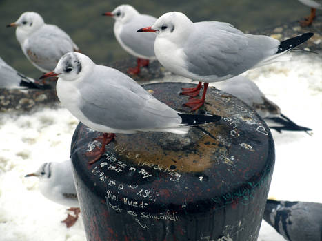 Seagulls