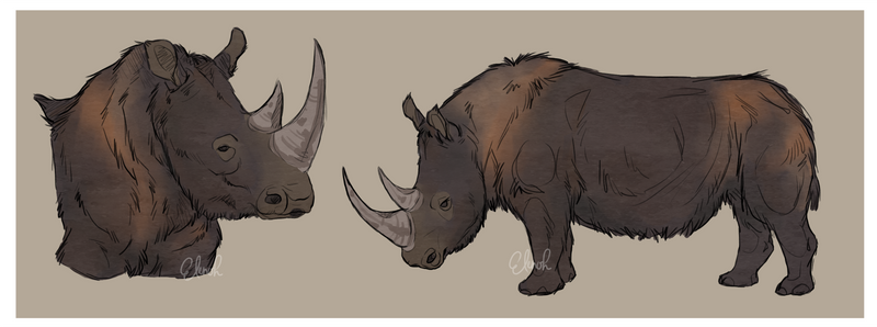 Woolly Rhino