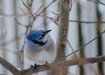 Bluejay Brrr