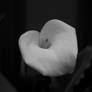 Sole Flower