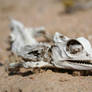 Dead desert chameleon