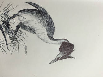 Crested Grebe