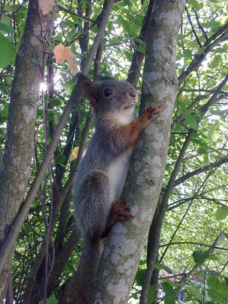 Squirrel