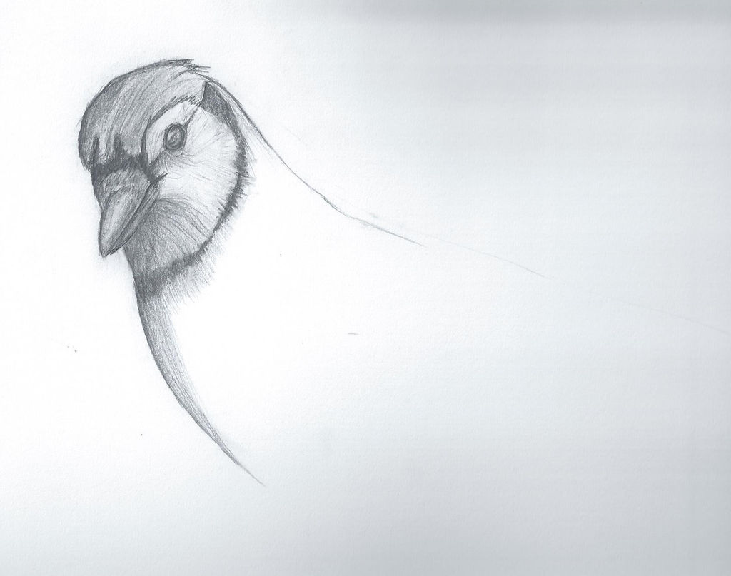 Preview Of Blue Jay Sketch Incomplete By Flight Level On Deviantart