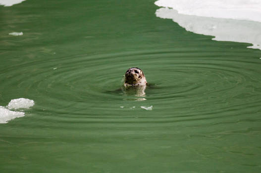 Friendly Harbor Seal
