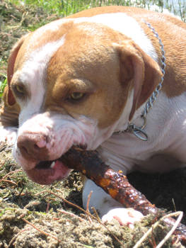 Chewing on the Stick