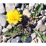 Dandelion in the rocks