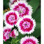 Dianthus