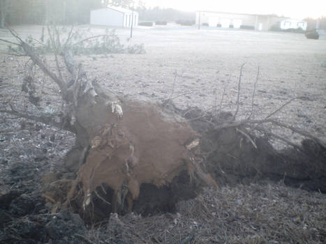 Fallen Tree 03-05-08