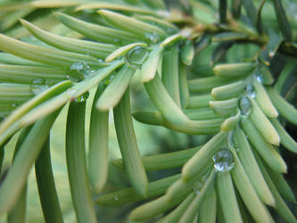 raindrops on a branch of spruc