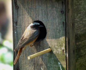 Common Redstart male