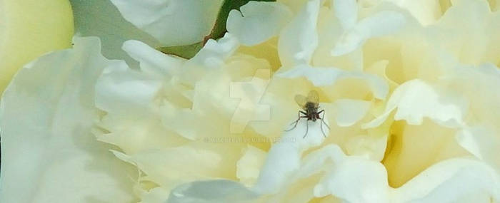 Fly on a Flower