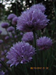 Firework Flowers