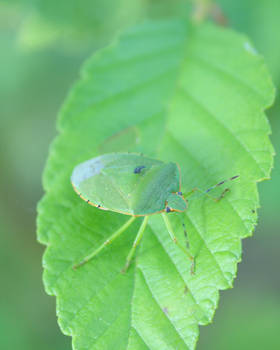 I am a leaf, not a bug