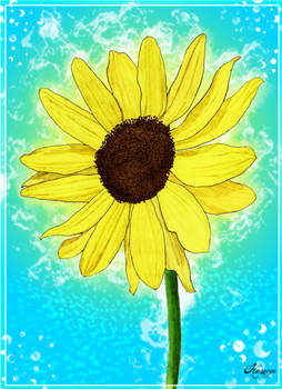 Sunflower