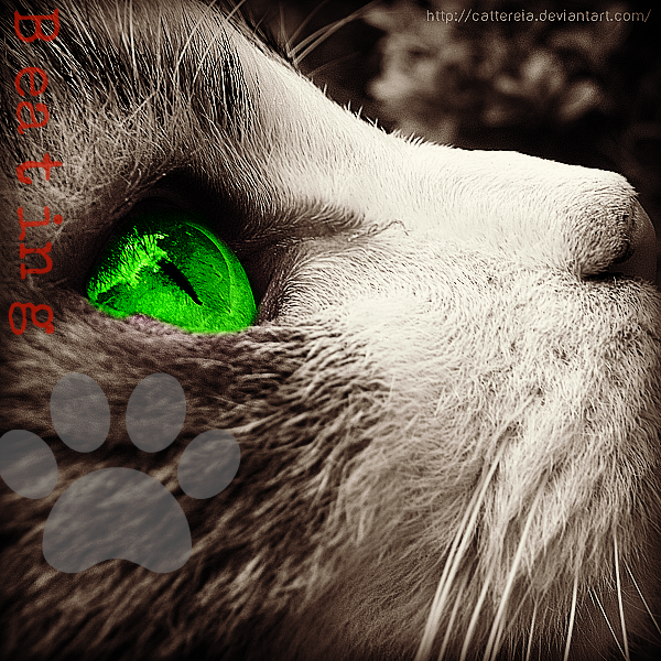 Beatingpaw Edited Picture Request