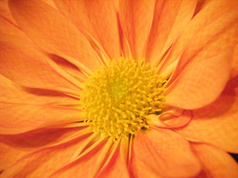 Another Orange Flower