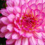 Pink Dahlia