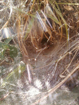 Funnel Spider in web