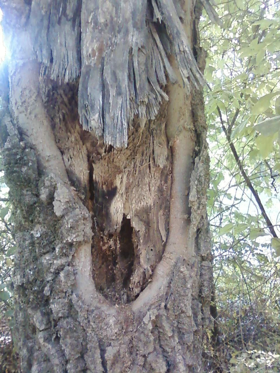 Big Hole in Tree