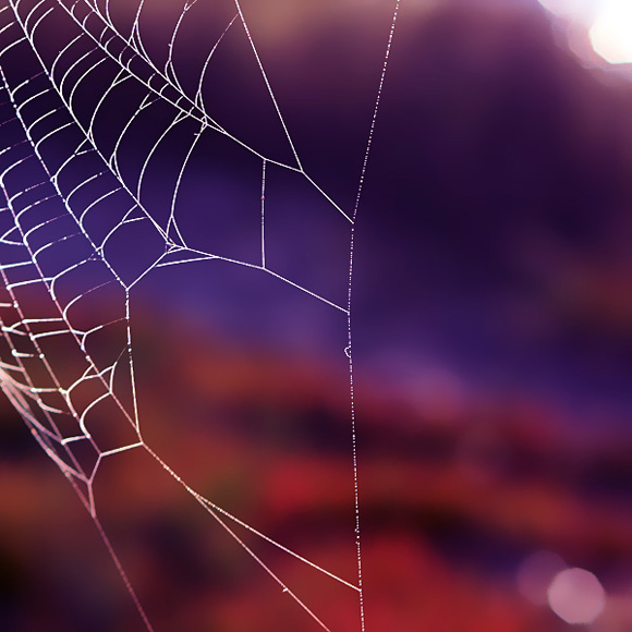 the web