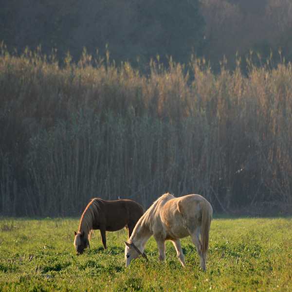 two horses...