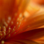 tales within a bouquet by m-lucia