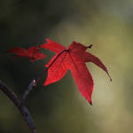 the leaf by m-lucia