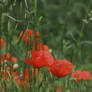 papaver rhoeas