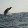 Humpback whale's jump