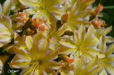 Rock Roses