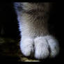Kitty paw