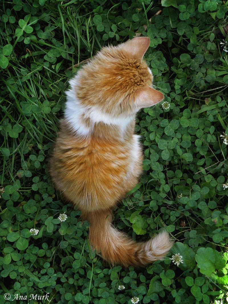 Orange kitty