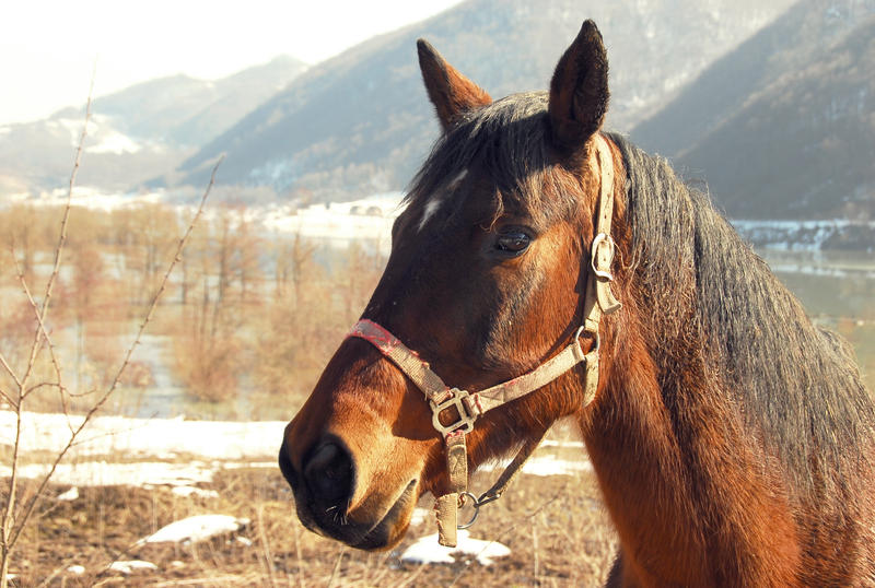 Stall your worries, ride your horse